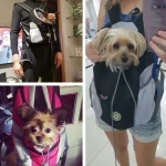 Sac de transport pour chien ventral pratique temoignages